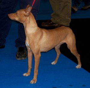 Podenco Andaluz