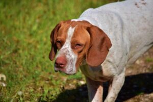 Maltese Hunting Dog