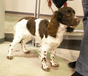 Russia Spaniel