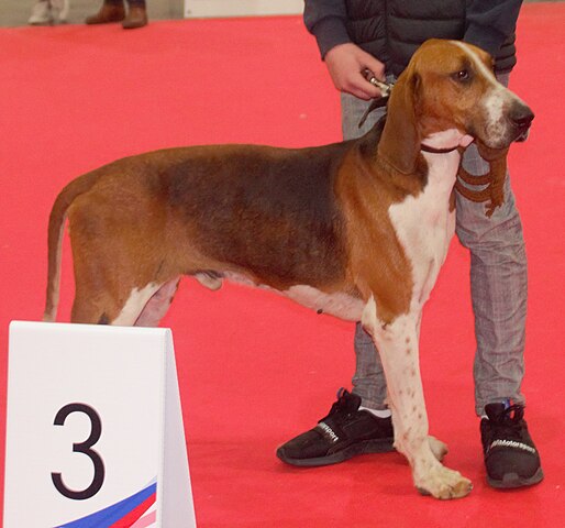 Great Anglo-French Tricolor Hound