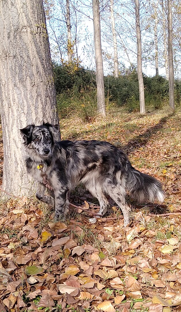 Leonese Sheepdog