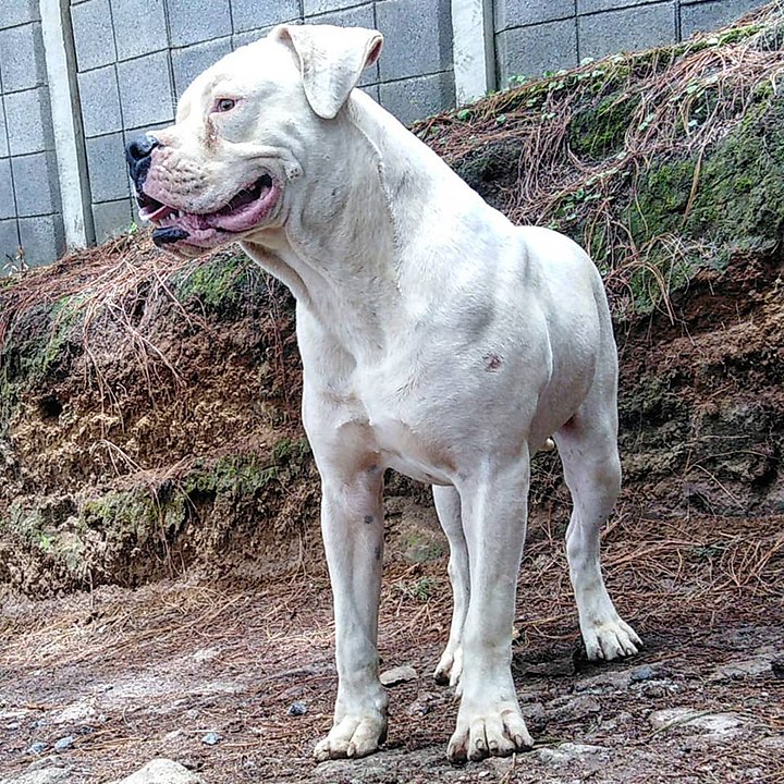 Guatemalan Dogo