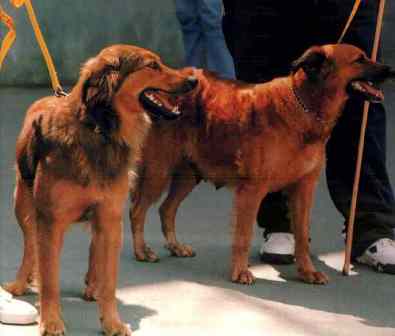 Basque Shepherd Dog