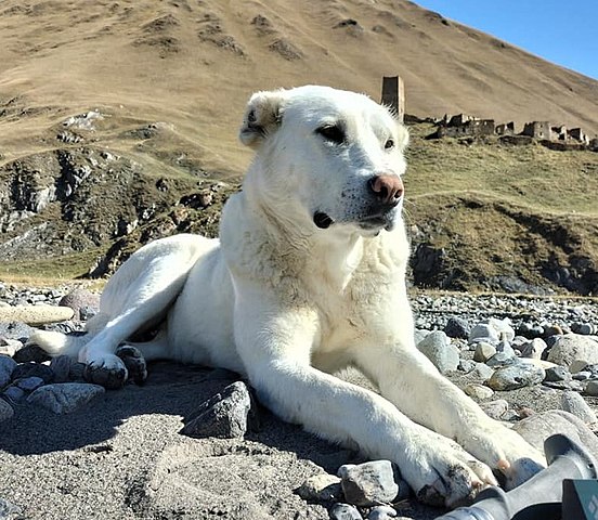 The Georgian Mountain Dog