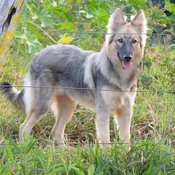 The Mantiqueira Shepherd