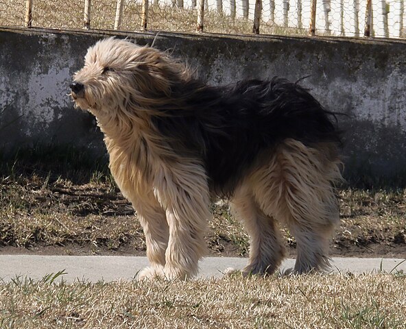 The Patagonian Sheepdog