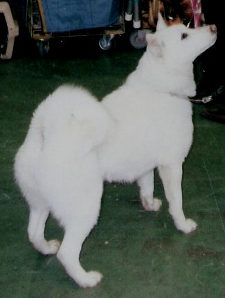 The Swedish White Elkhound