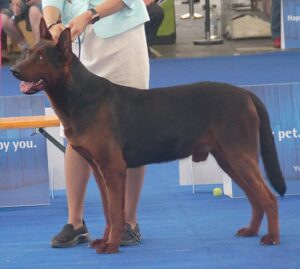 The Chinese Red Dog The Academic Hound The Chinese Red Dog The Academic Hound