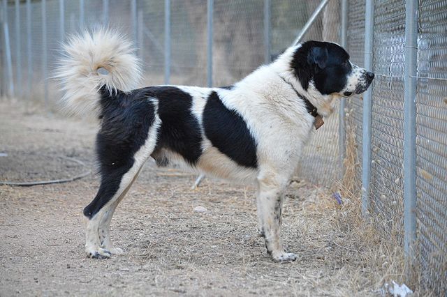 The Greek Shepherd