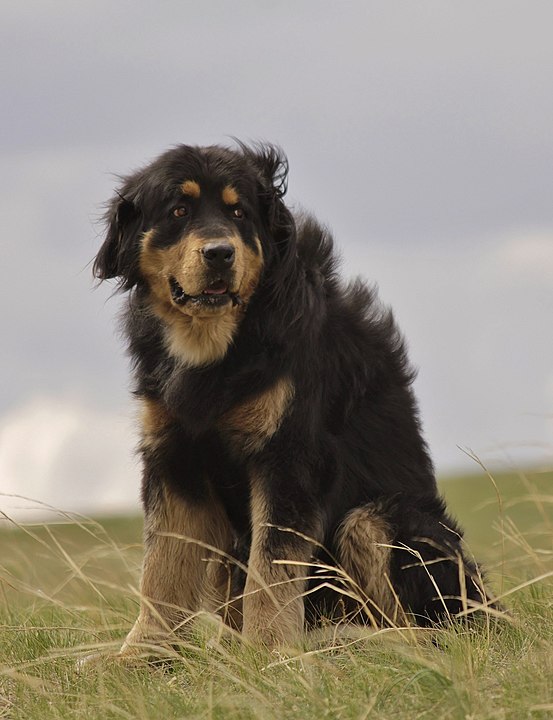 The Buryat-Mongolian Wolfhound