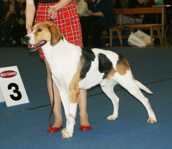 The Russian Harlequin Hound