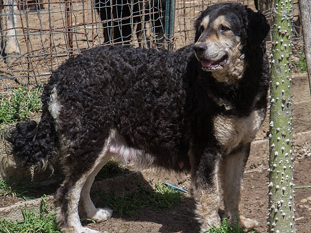 The Sicilian Mastiff